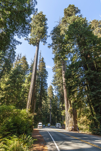 Coastal Redwood