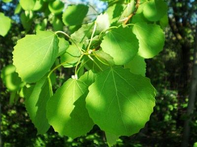 Populus tremula