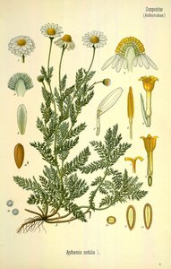 Roman chamomile