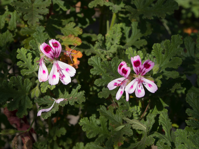 Pelargonium quercifolium