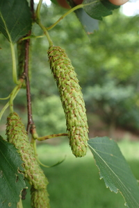 Kenai Birch