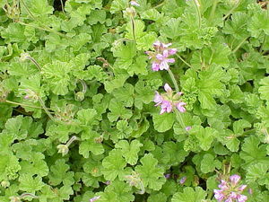 Rose-Scented Geranium