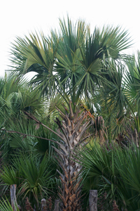 Mexican Palmetto