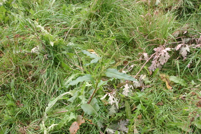 Rumex longifolius