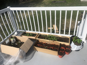 Brought all the plants outside this morning. Tomatoes, peppers, kale, bok choy, Turkish rocket, chiogga beets, pink celery. 
Trees: Honey locust, turkish hazelnuts, pawpaws.