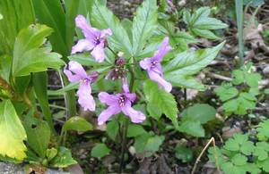 Cardamine pentaphyllos