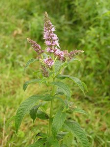 Horsemint