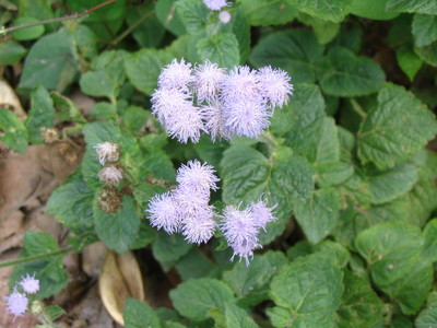 Ageratum conyzoides