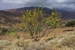 Auricula Tree