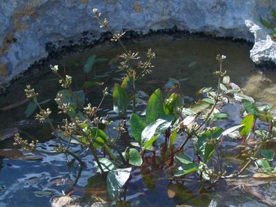 Damasonium alisma