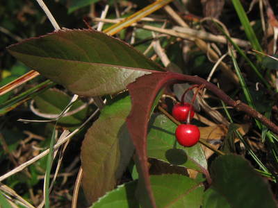 Ardisia japonica