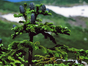 Abies mariesii