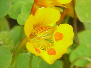 Dwarf Nasturtium