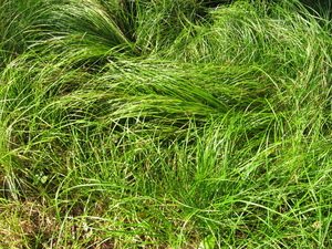 Pennsylvania sedge