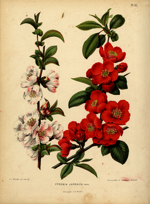 Chaenomeles speciosa