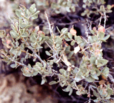 Atriplex confertifolia