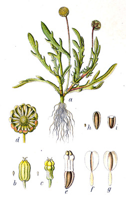 Cotula coronopifolia