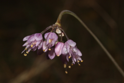 Allium cernuum