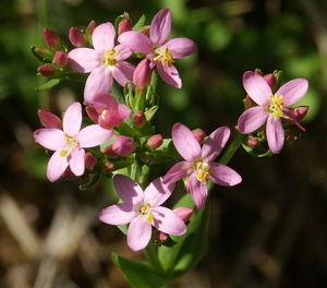 Centaury - Feverwort