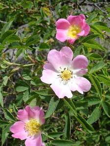 Rosa dumalis