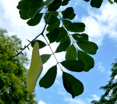 Millettia stuhlmannii