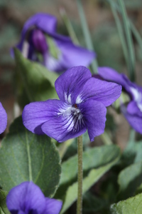 Western Dog Violet