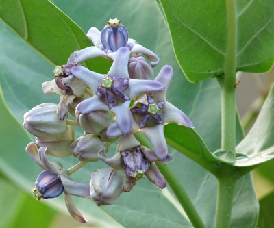 Calotropis gigantea