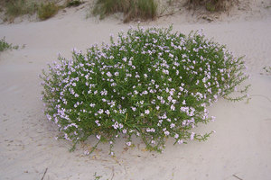 Sea Rocket