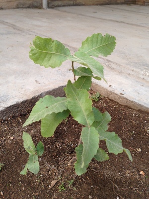 Quercus brantii