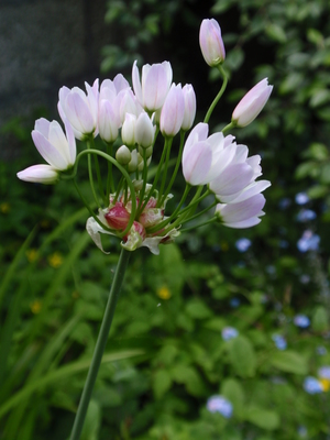 Allium roseum