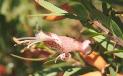 Eremophila maculata