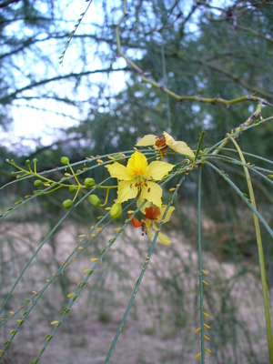 Parkinsonia aculeata