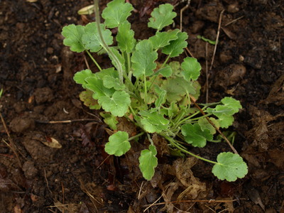 Heuchera cylindrica