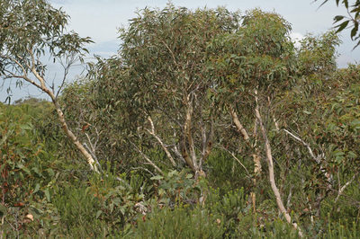 Eucalyptus racemosa