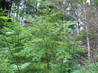 Vaccinium parvifolium