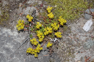 Sedum oreganum
