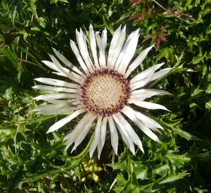 Stemless Carline Thistle