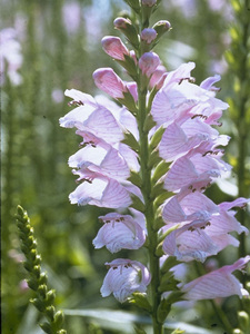 Obedient Plant