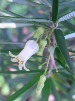 Lissanthe sapida