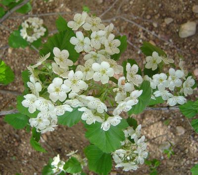 Crataegus mollis