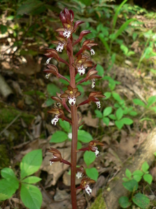 Summer Coralroot