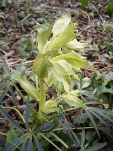 Stinking Hellebore