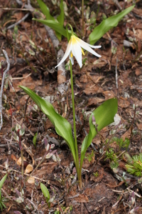 Avelanche Lily