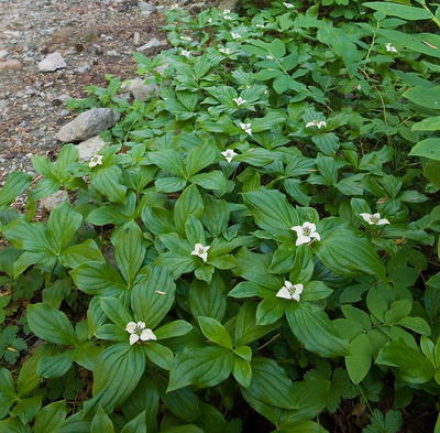 Cornus canadensis