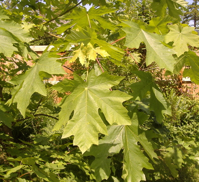 Acer macrophyllum