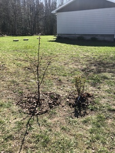 Planted Lapin cherry tree and a double haskap — berry blue and aurora. Transplanted a few Canadian garlic (wild garlic) around the sweet cherry. 