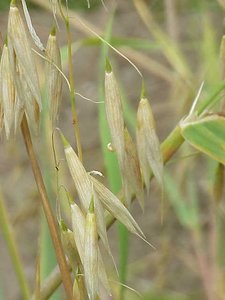 Naked Oat