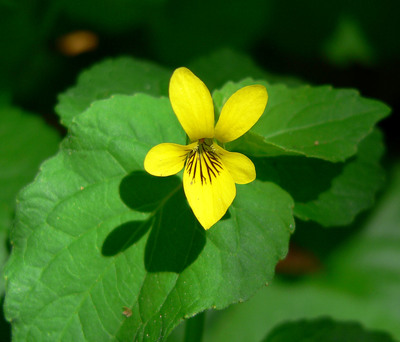 Viola glabella