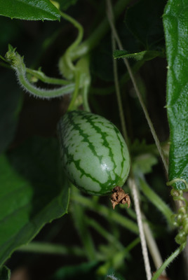 Cucamelon up close