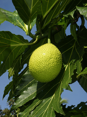 Artocarpus altilis